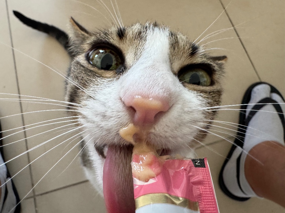 Gatico